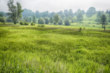 Foggy Morning - Free image #454203